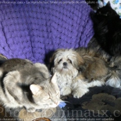 Photo de Shih tzu