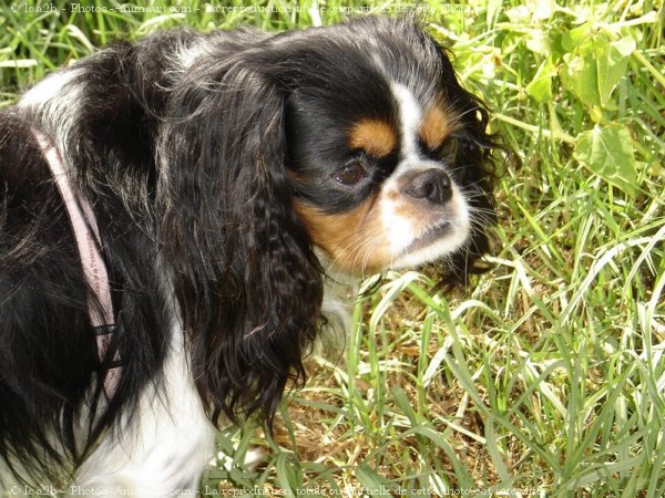 Photo de Cavalier king charles spaniel