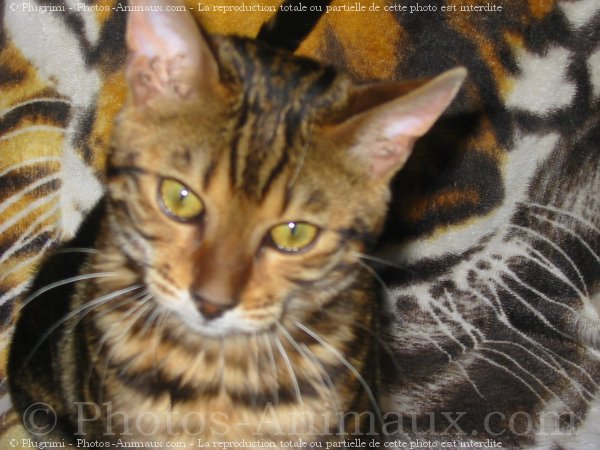 Photo de Bengal