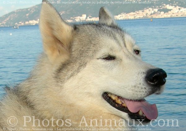 Photo de Husky siberien