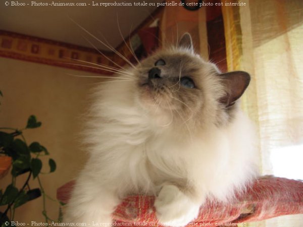 Photo de Sacr de birmanie