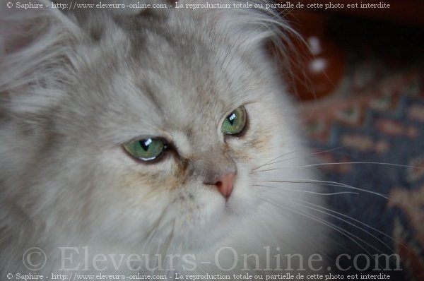 Photo de British longhair