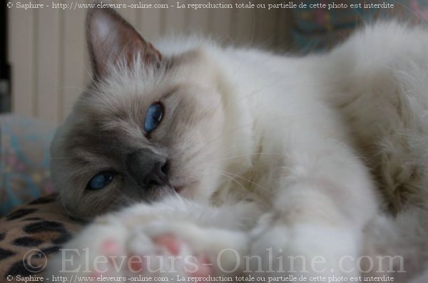 Photo de Sacr de birmanie