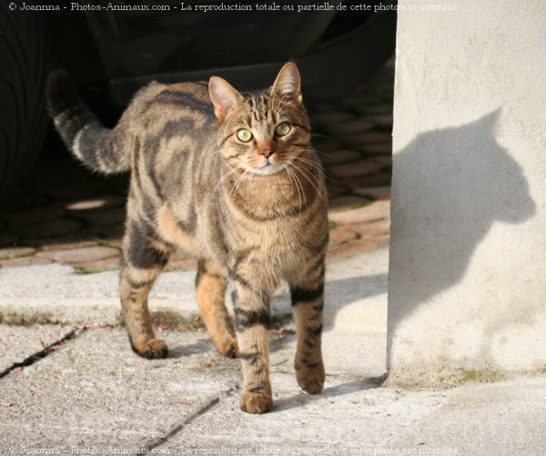 Photo de Chat domestique