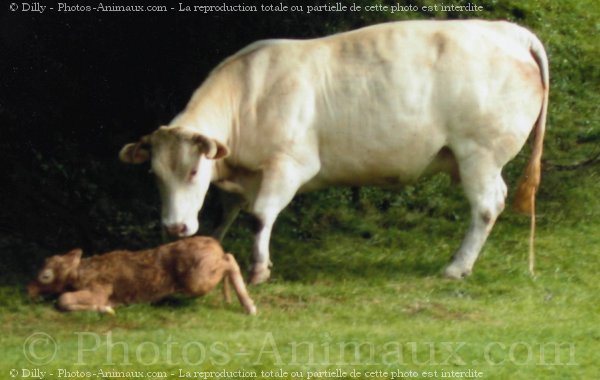 Photo de Vache