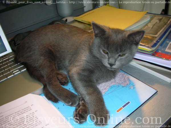 Photo de Chartreux