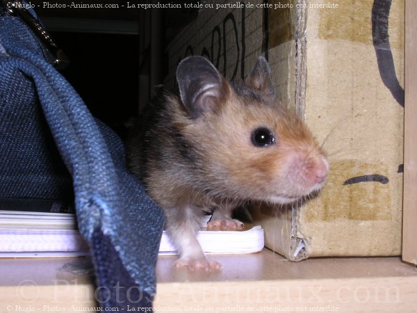 Photo de Hamster