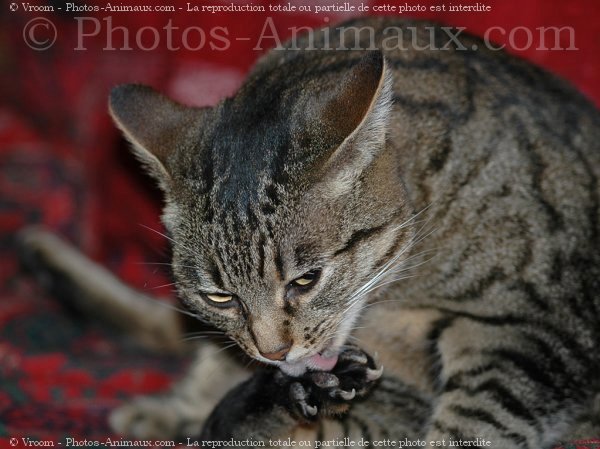 Photo de Chat domestique