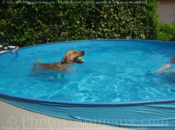 Photo de Labrador retriever