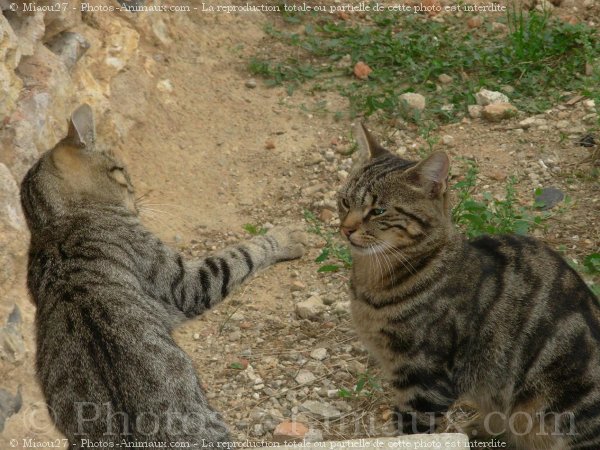 Photo de Chat domestique