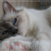 Photo de Sacr de birmanie