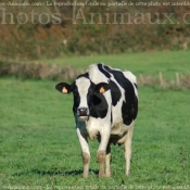 Photo de Vache