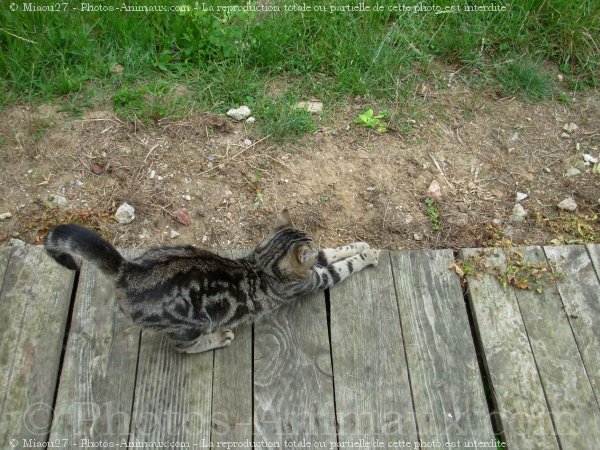 Photo de Chat domestique