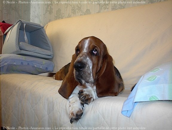 Photo de Basset hound