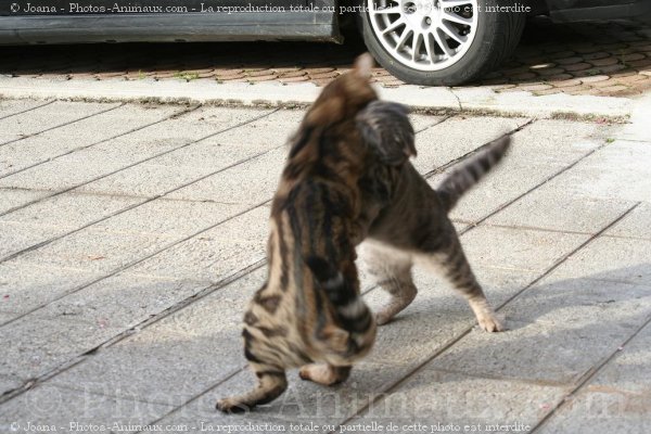 Photo de Races diffrentes