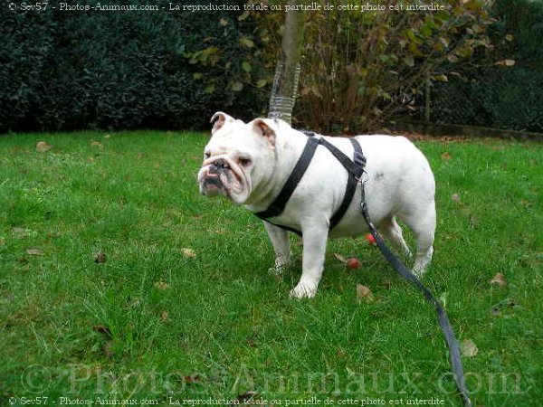 Photo de Bulldog