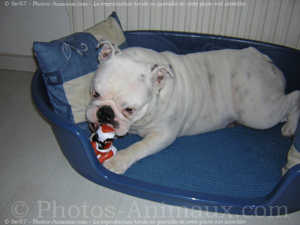 Photo de Bulldog