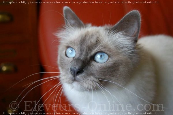 Photo de Sacr de birmanie