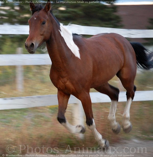 Photo de Paint horse