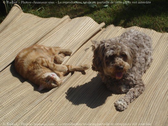 Photo de Races diffrentes