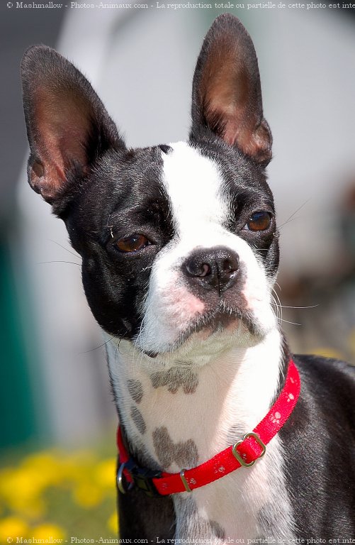 Photo de Boston terrier