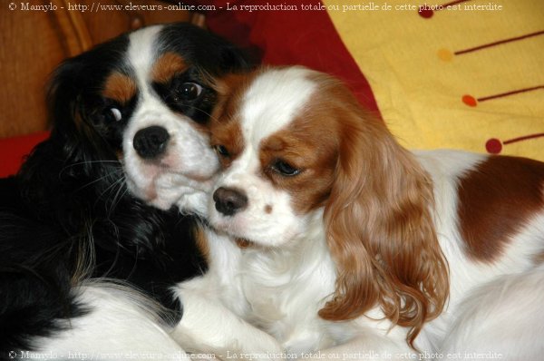 Photo de Cavalier king charles spaniel