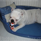 Photo de Bulldog