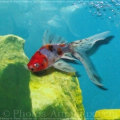 Photo de Poissons rouges