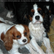 Photo de Cavalier king charles spaniel