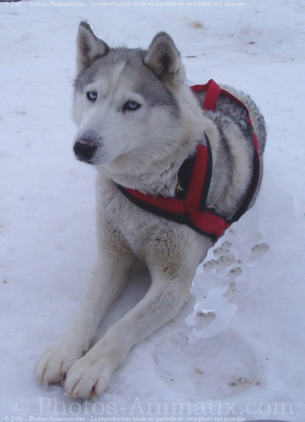 Photo de Husky siberien