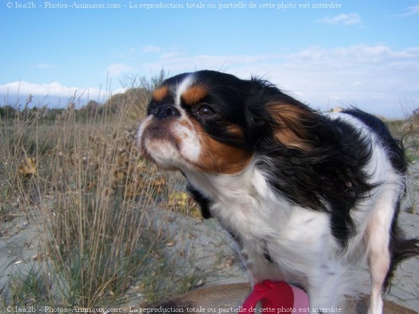 Photo de Cavalier king charles spaniel