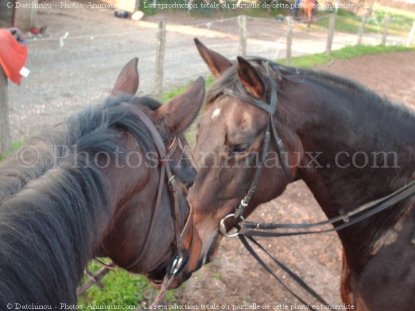 Photo de Races diffrentes