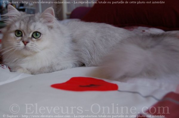 Photo de British longhair