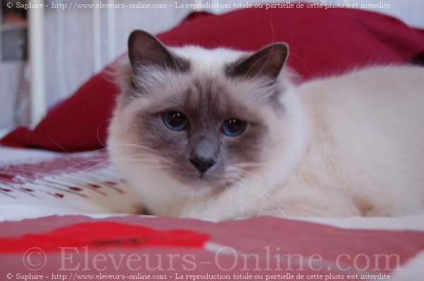 Photo de Sacr de birmanie