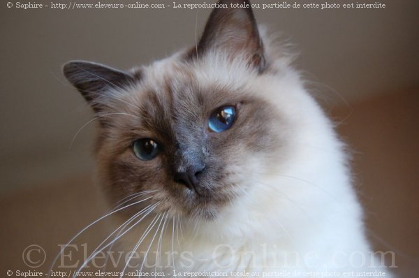 Photo de Sacr de birmanie