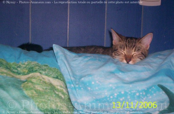 Photo de Chat domestique