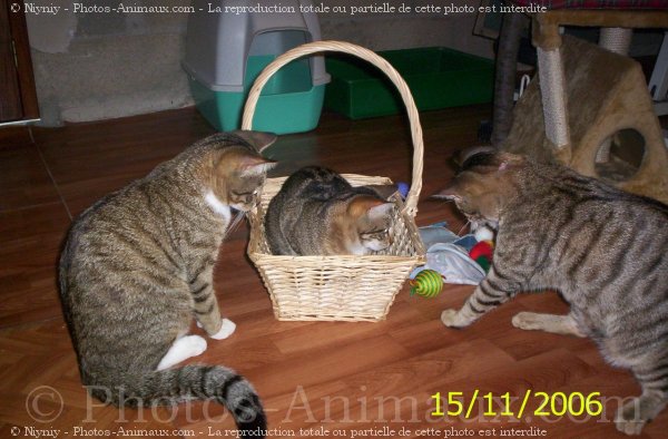 Photo de Chat domestique