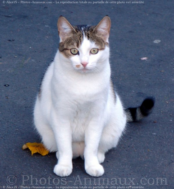 Photo de Chat domestique