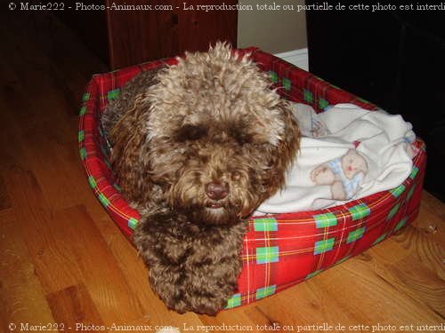 Photo de Caniche moyen