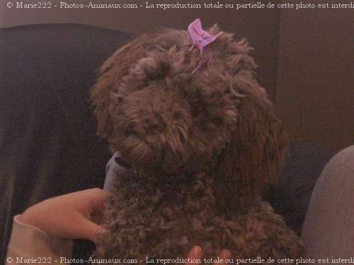 Photo de Caniche moyen