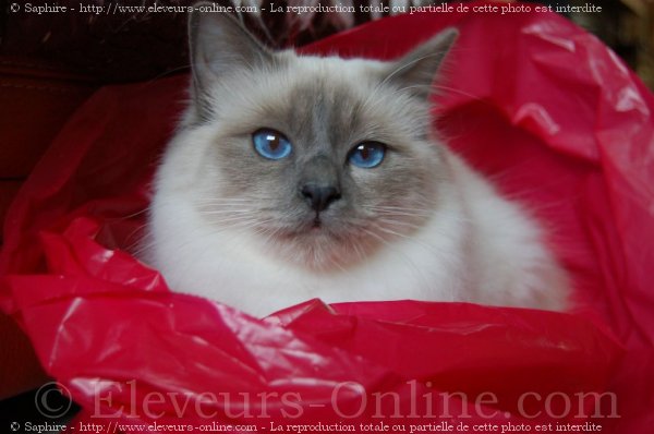 Photo de Sacr de birmanie