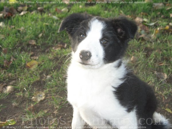 Photo de Border collie