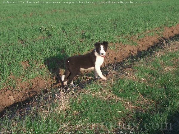 Photo de Border collie