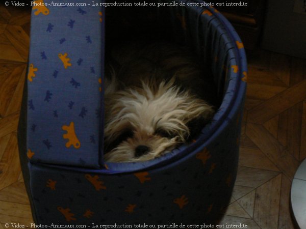 Photo de Shih tzu