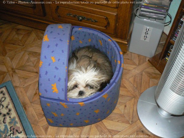 Photo de Shih tzu