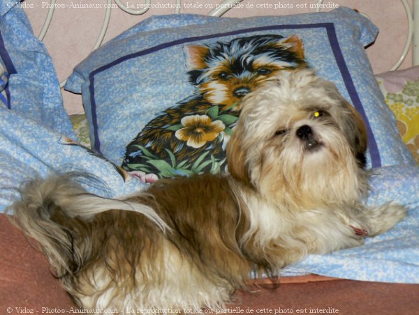 Photo de Shih tzu