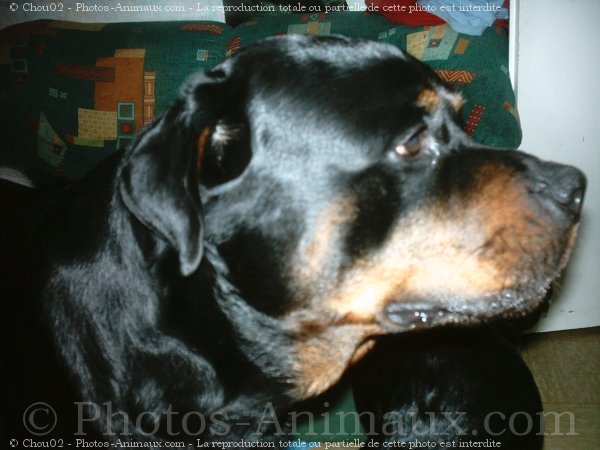 Photo de Rottweiler