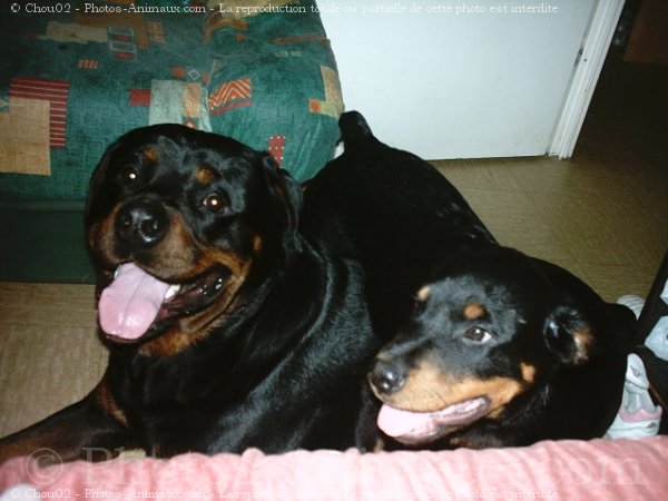 Photo de Rottweiler