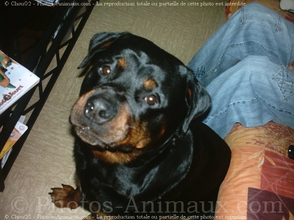 Photo de Rottweiler