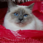 Photo de Sacr de birmanie